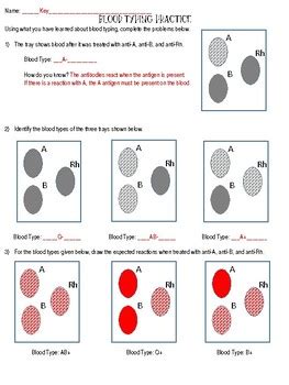 Blood Typing Practice Worksheet Answers